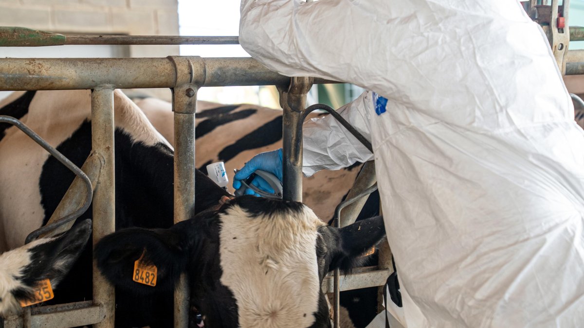 Un veterinari vacunant contra la dermatosi en una granja.