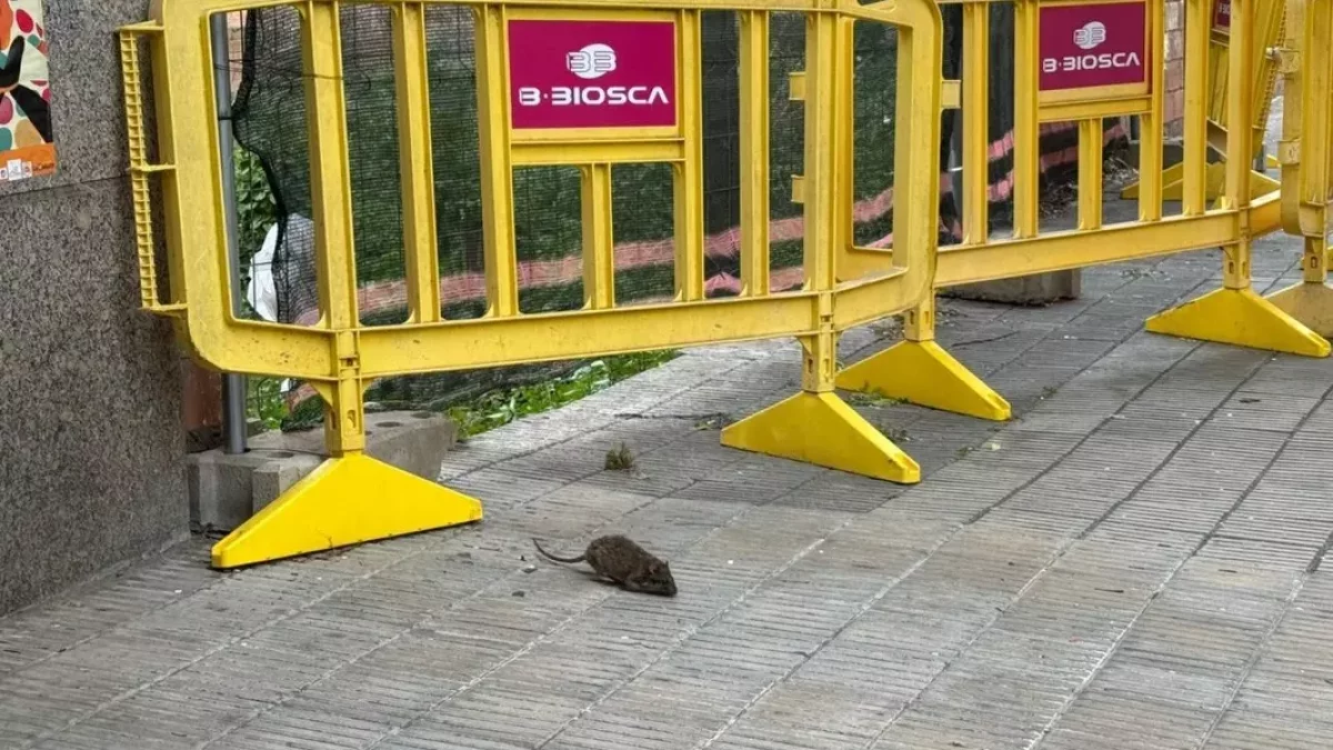 Imatge de fa unes setmanes d’una rata a l’avinguda Alacant. - AVV ARRELS DE CAPPONT