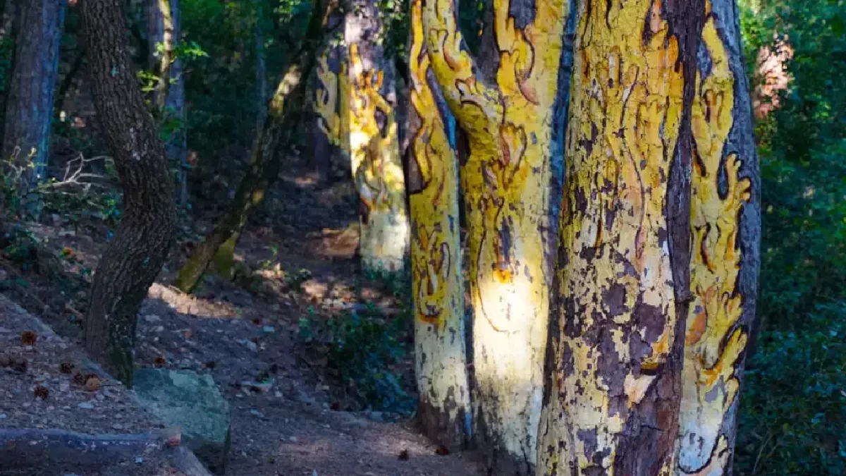 Bosc pintat de Poblet.