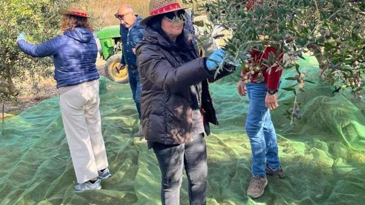 La primera experiencia de ‘fruiturisme’ con olivas fue ayer. - AYUNTAMIENTO DE AITONA