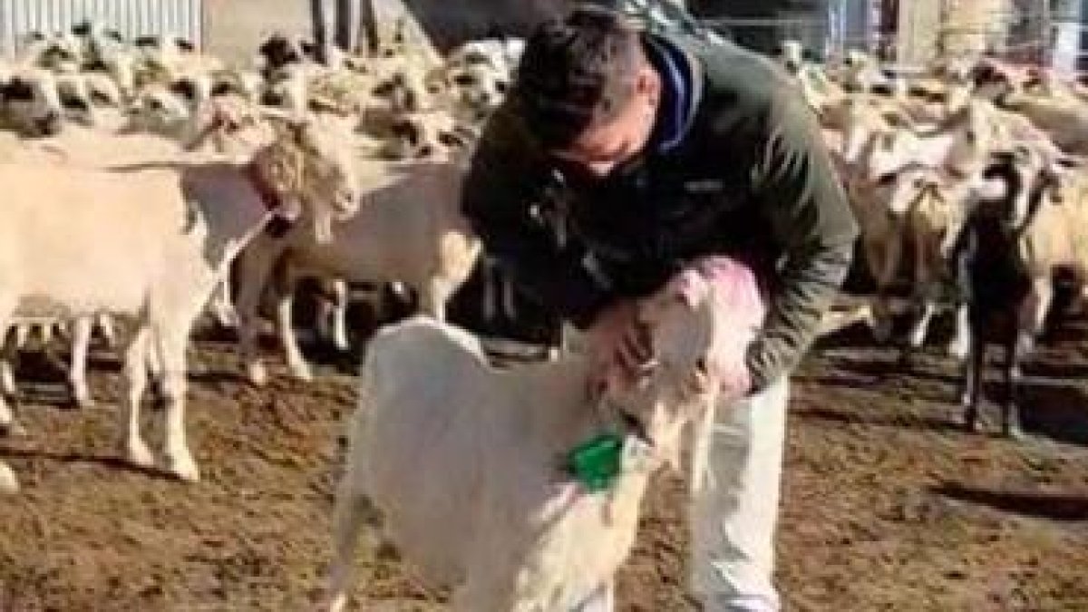 Un dels ramats amb els dispositius GPS ja instal·lats. - AJUNTAMENT DE TREMP