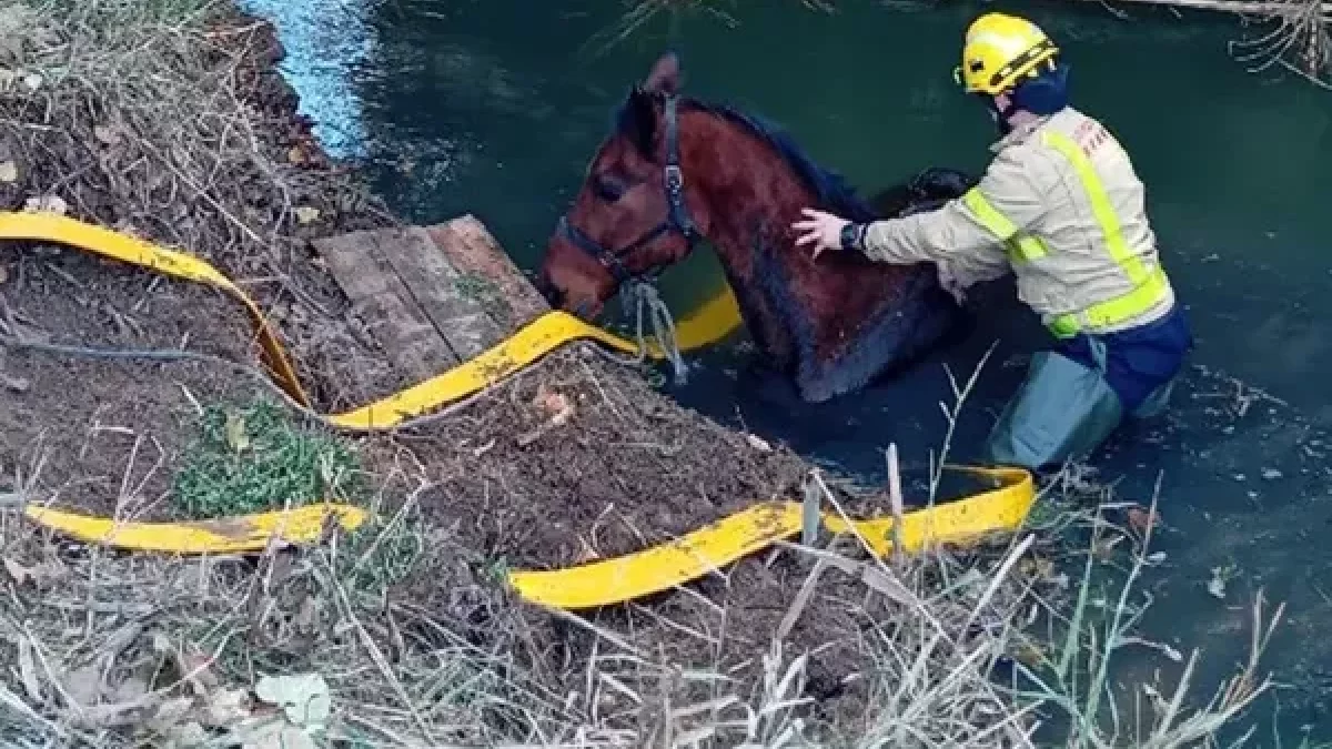 Los bomberos durante el rescate del equino del río Corb. - BOMBERS