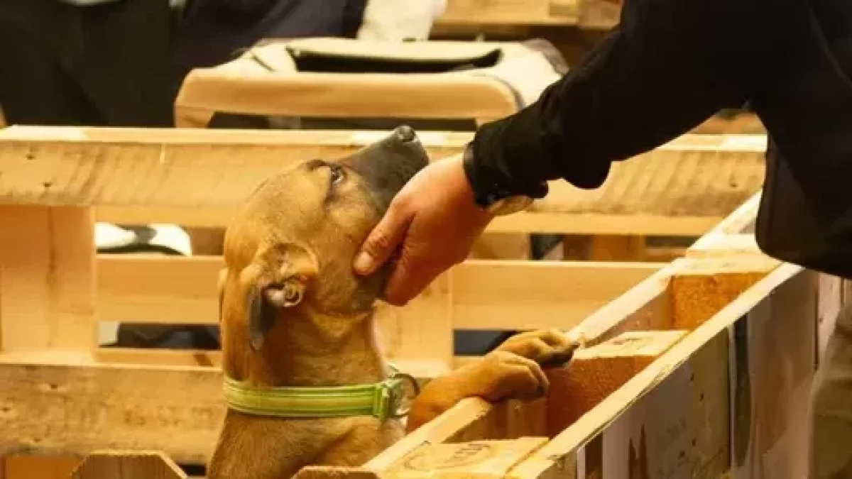 Els gossos estan desparasitats i porten xip. - AMICS PELUTS