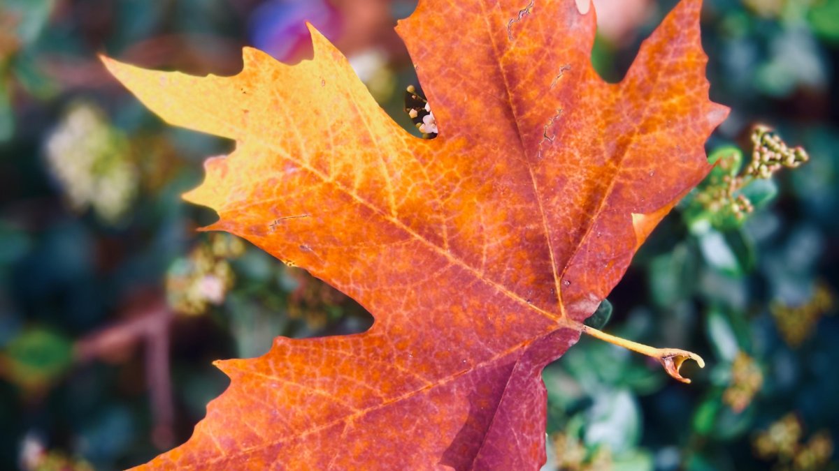 15_11_2025 - Tardor a Tremp