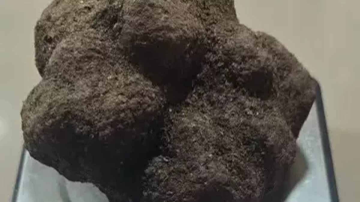 Imagen que muestra el peso exacto de la trufa recién recogida. - FARRÉ VIDAL