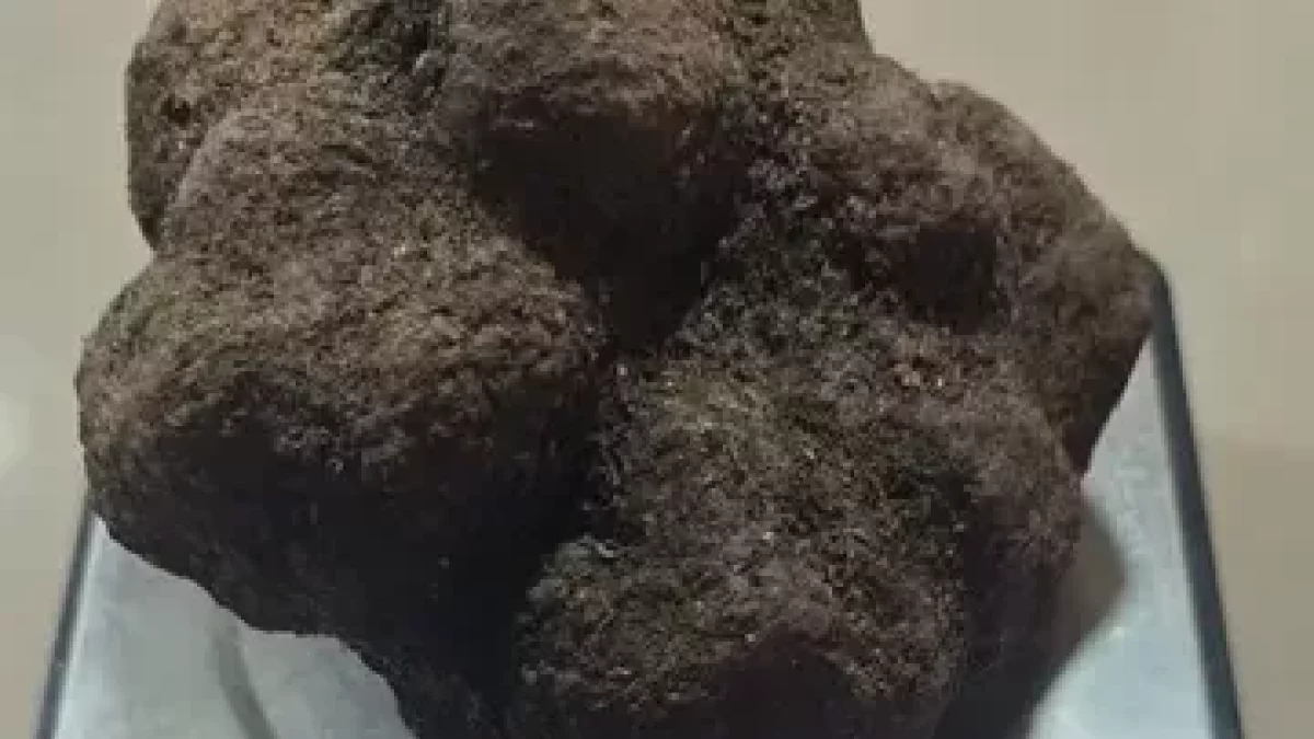 Imatge que mostra el pes exacte de la tòfona acabada de collir. - FARRÉ VIDAL