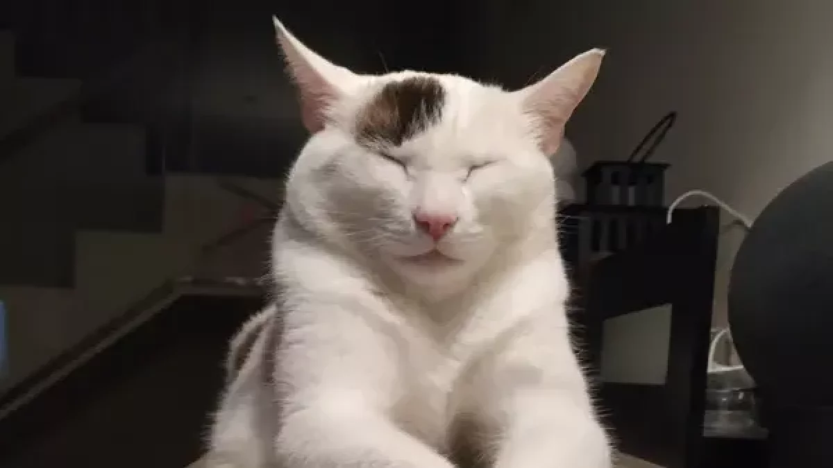 Les identificacions de gats, com aquest que es diu Kiss, pugen. - JÚLIA FALCÓ