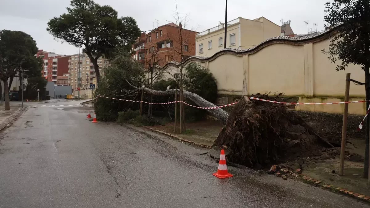 Operaris van acordonar l’arbre que es va desplomar dissabte passat. - JORDI ECHEVARRIA