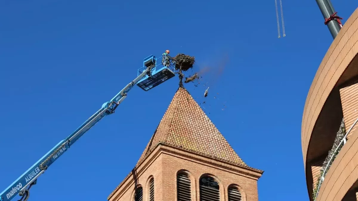 Els treballs de neteja del niu. - J.GÓMEZ
