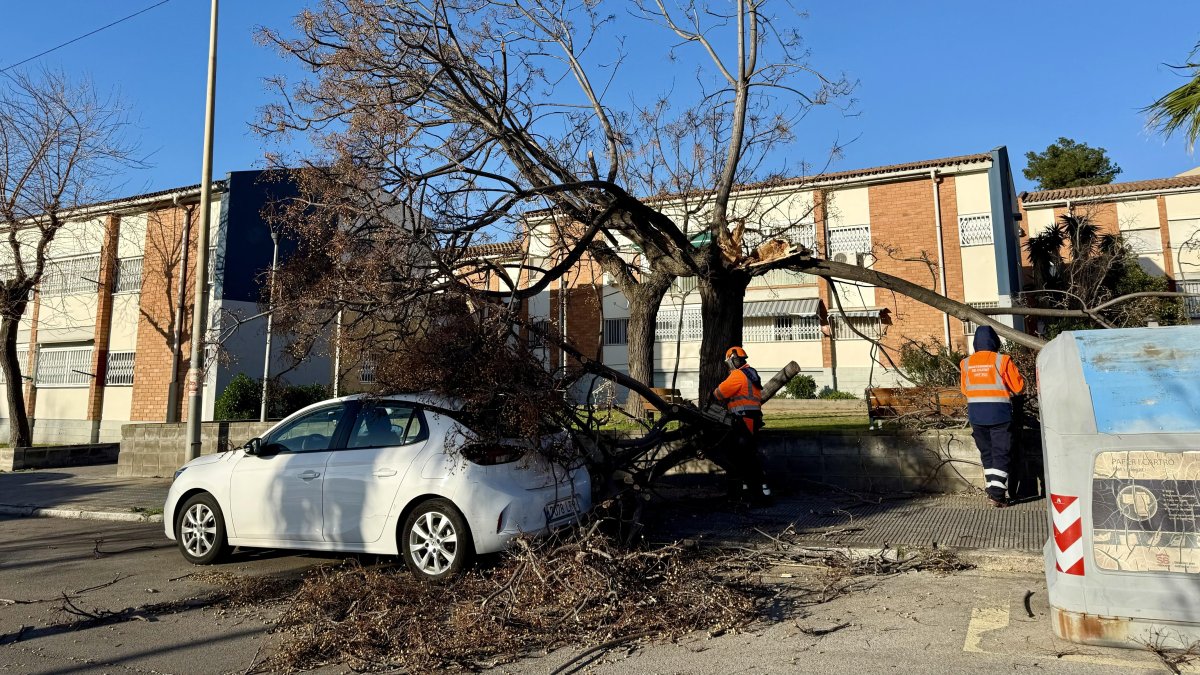 Arbre caigut pel vent damunt d'un cotxe a l'entorn de la plaça Ernest Lluch de Sant Boi de Llobregat.