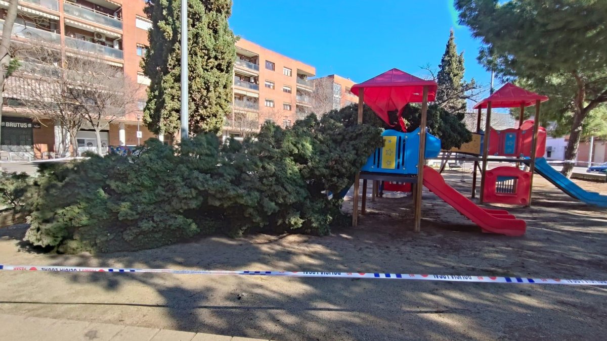 Un arbre ha caigut a la plaça Josep Piñol de Pardinyes.
