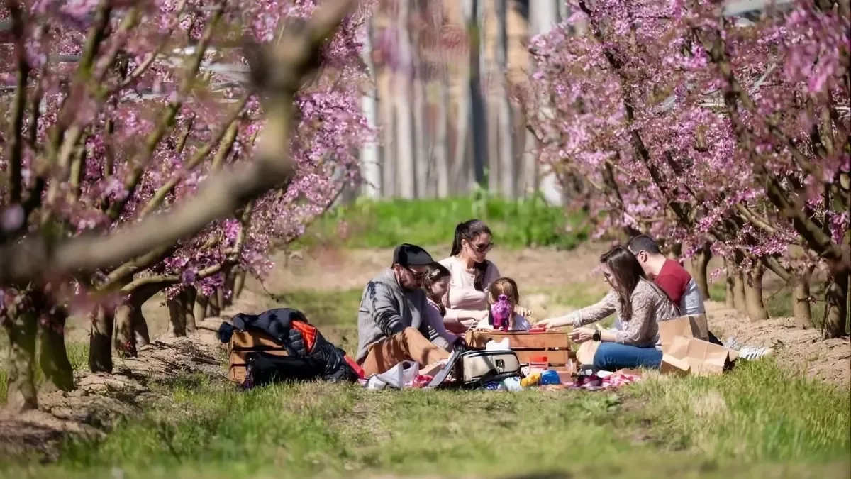 Visitantes en los campos en flor de Aitona este fin de semana. - A.A.