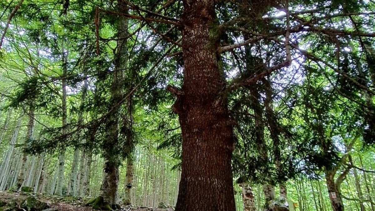 Un bosque de la Val de Molières, en la Val d'Aran.