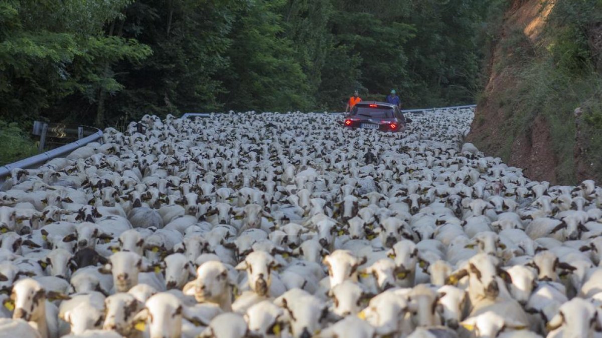 © Tres mil ovelles, de ruta pel Sobirà