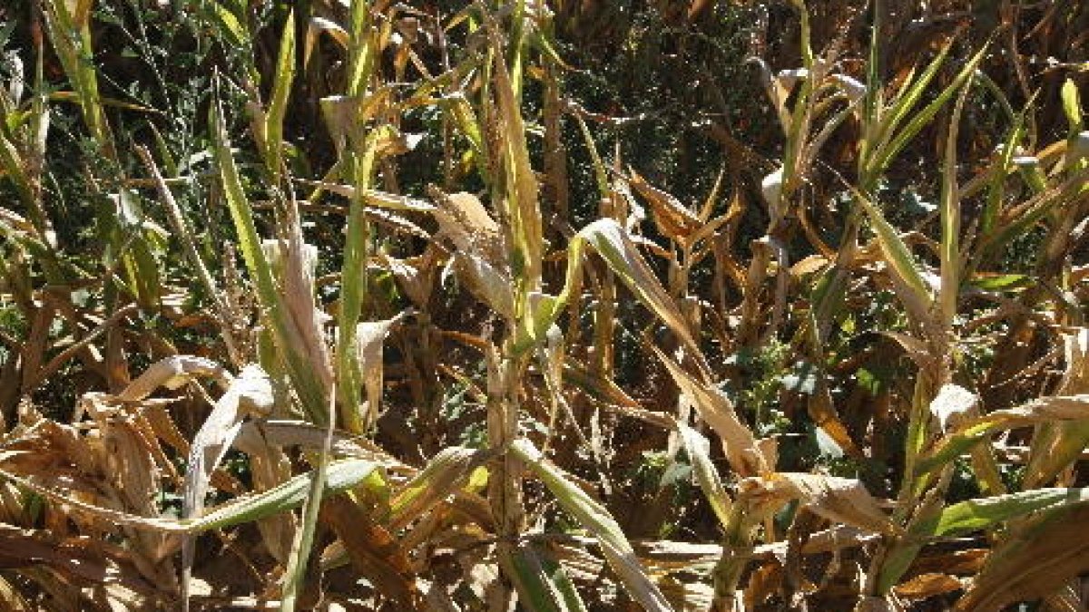 Una cisterna d’aigua proveïa aquesta setmana el nucli d’Estorm, a Sant Esteve de la Sarga.