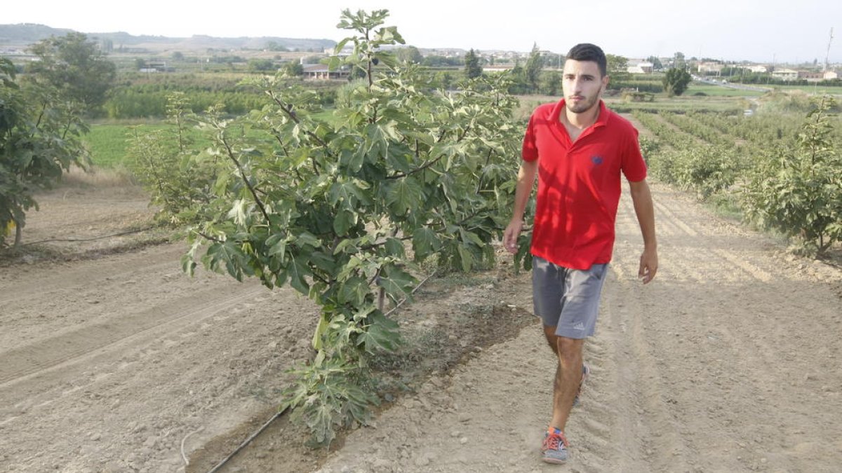 Una plantació de figues a Torrefarrera dotada amb un sistema de regadiu per degoteig.