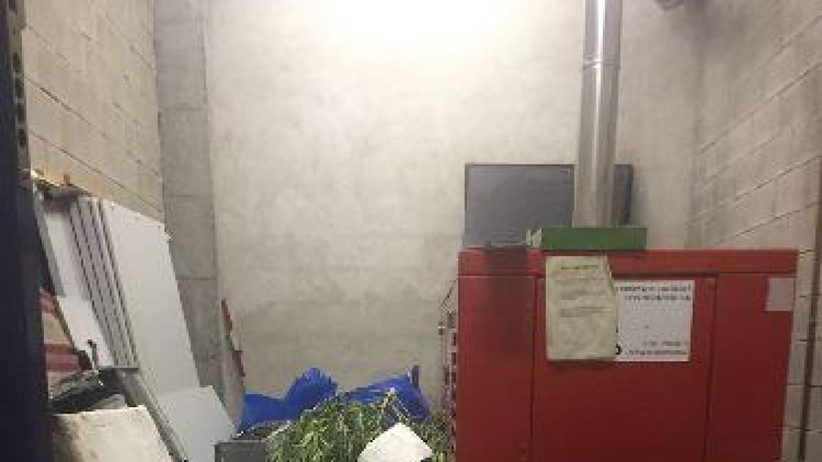 Imatge de la ‘maria’ emmagatzemada a la comissaria de Tremp.