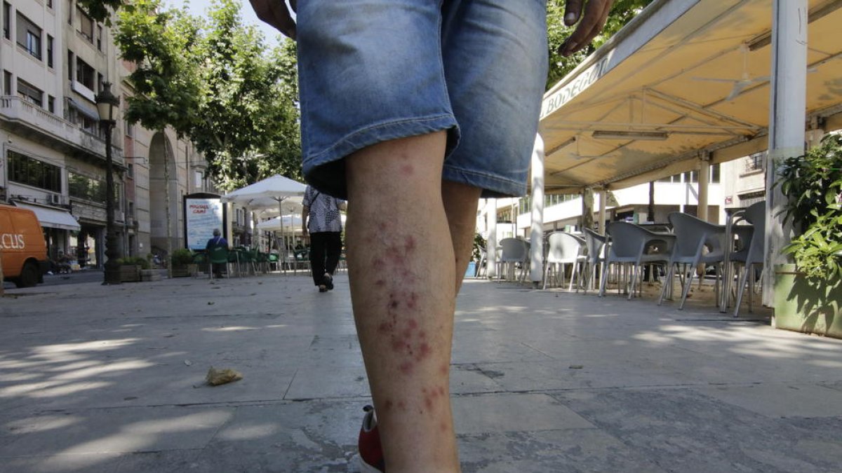 Gran quantitat de mosquits al costat d’un fanal a Pardinyes.