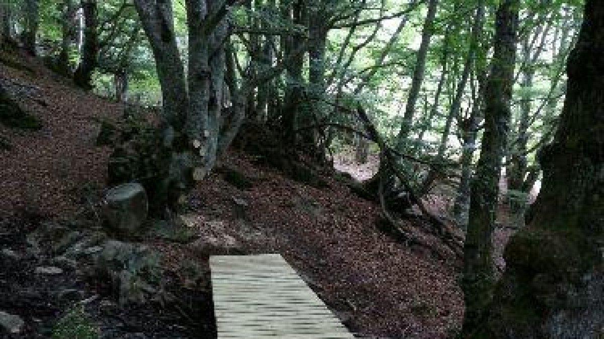 La passarel·la que s’ha col·locat per salvar una bassa en la ruta.