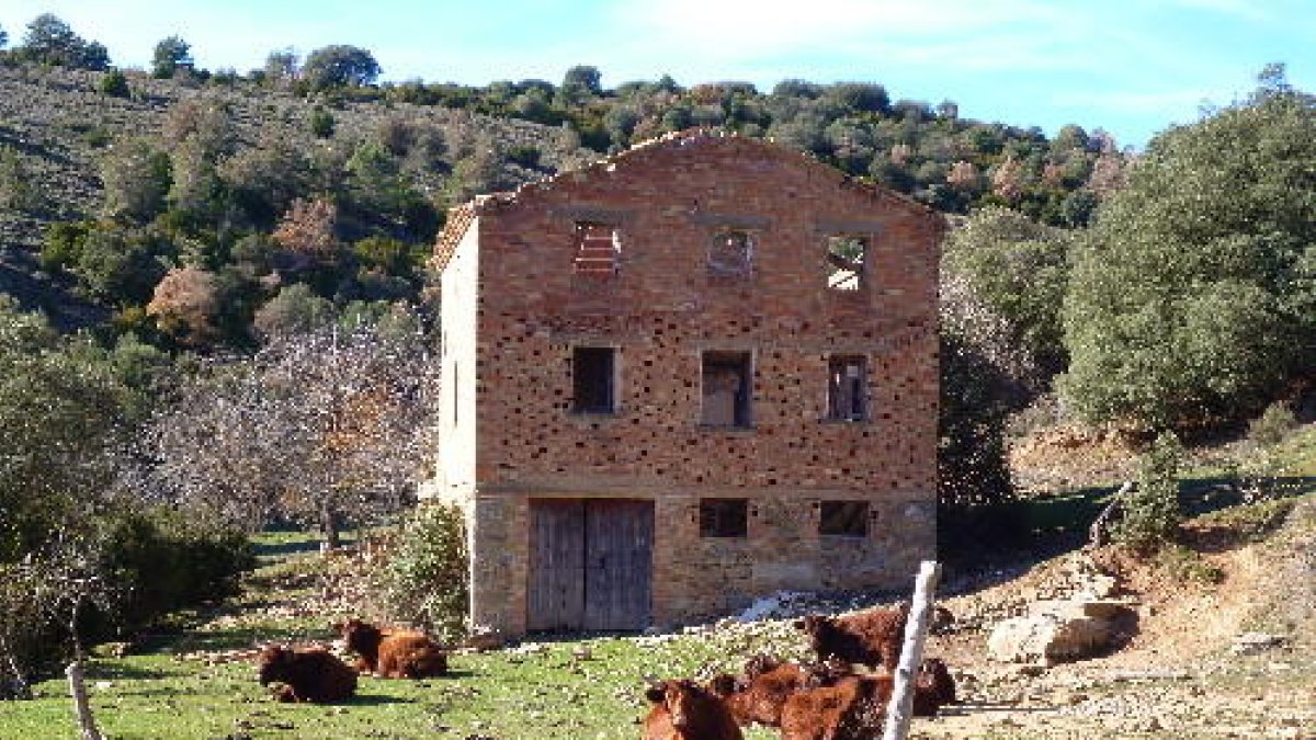 Els animals s’escapen de l’explotació i envaeixen altres finques per menjar i beure.