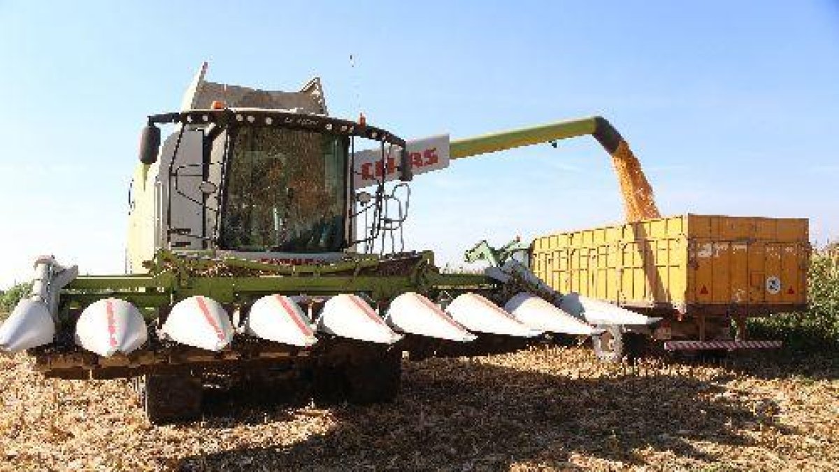 Imatge de collita de panís aquest dimarts al Pla d’Urgell.