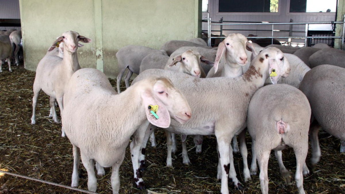 El bestiar oví va ser el que més baixes va patir pels efectes de la vacuna el 2008.