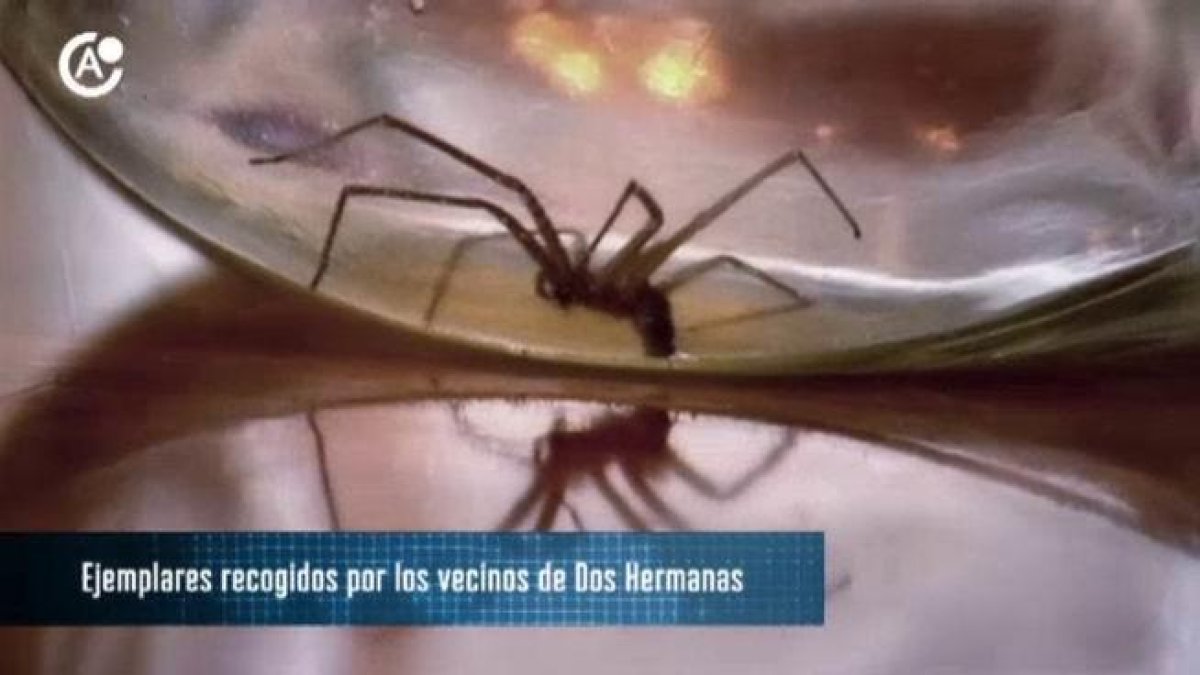 La letal aranya vista a Espanya.