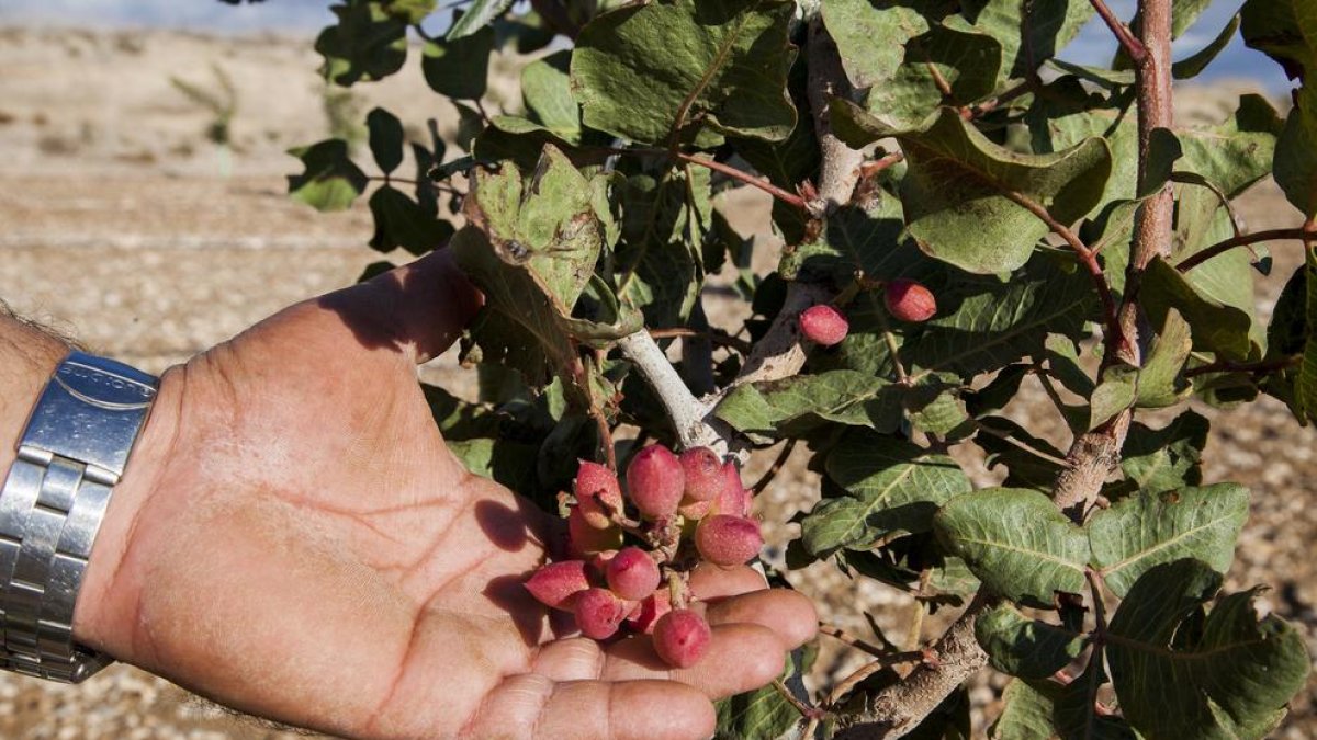 Imatge dels primers pistatxos a la finca Mas Colom de Tàrrega.