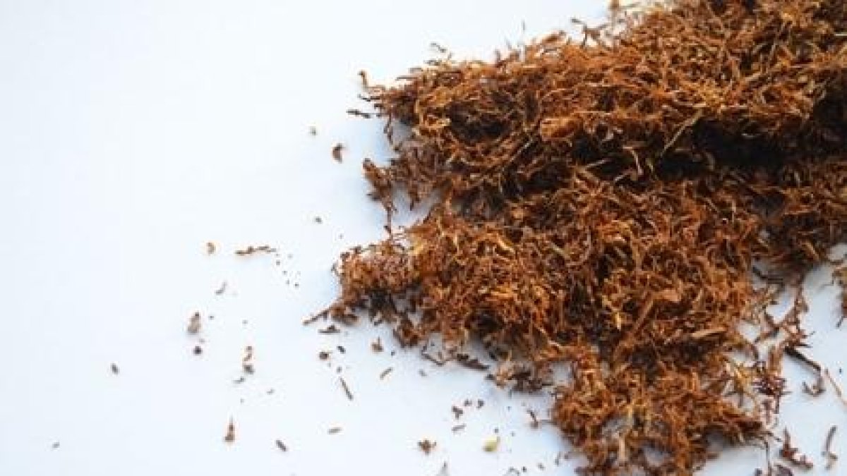 És menys nociu el tabac de picadura? Alerten els joves sobre creences errònies