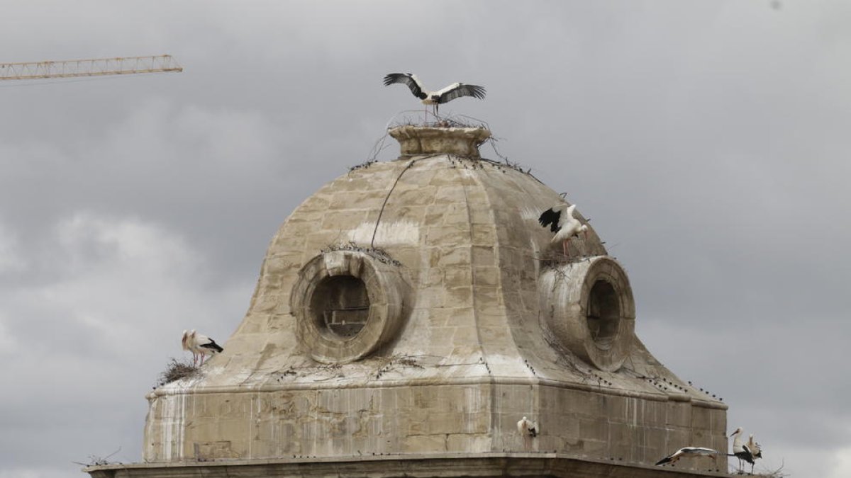 La Generalitat autoritza la retirada dels nius de cigonya de la façana de la Catedral Nova