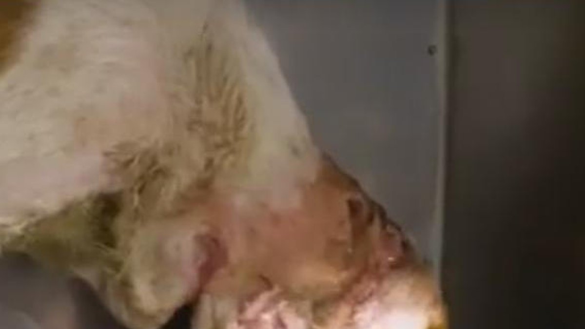 Ferides al coll del gos.