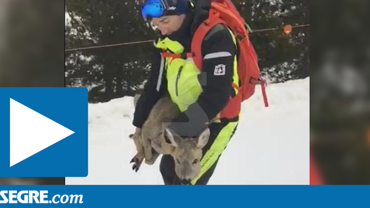 Captura del vídeo del rescat d'un cabirol a les pistes de Baqueira.