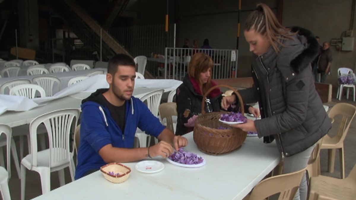Demostració de com s’extreu el safrà de les flors.