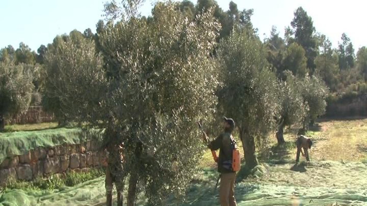 Clos Pons ha avançat part de la collita.