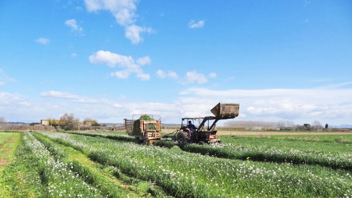 Uno de los cultivos que ayudan a reducir los nitratos del suelo.