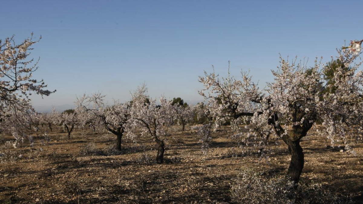 Finca de almendros en flor en Vinaixa.