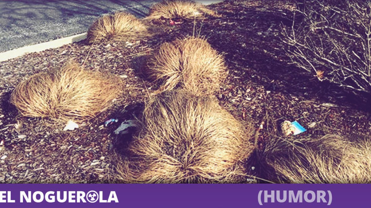 Encuentran restos de un Trump en Coll de Nargó