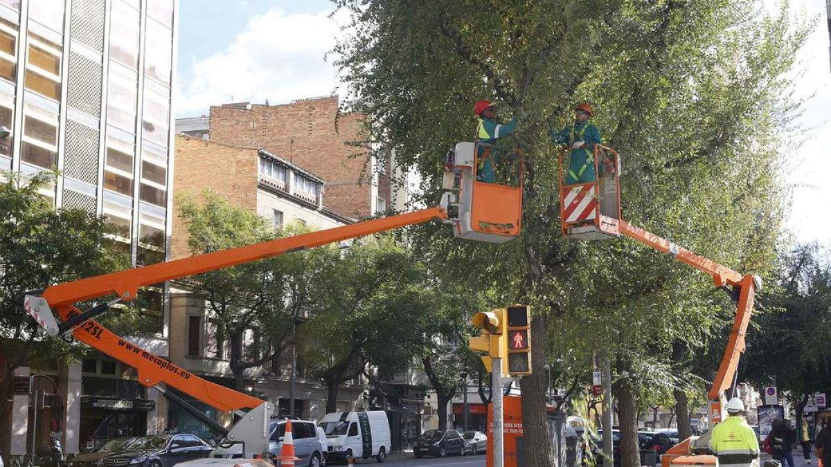 Comença la poda de 14.500 arbres, que es prolongarà fins al març