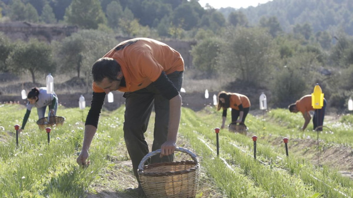 Diversos empleats d’El Tossal de les Garrigues cullen les flors de safrà, de les quals posteriorment s’extrauran els pistils.