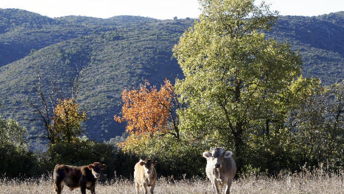 Las vacas, el lunes en los terrenos que los propietarios han arrendado en Tragó de Noguera.