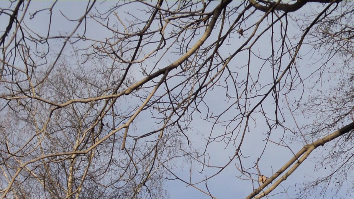 Comederos para aves y ardillas en La Seu