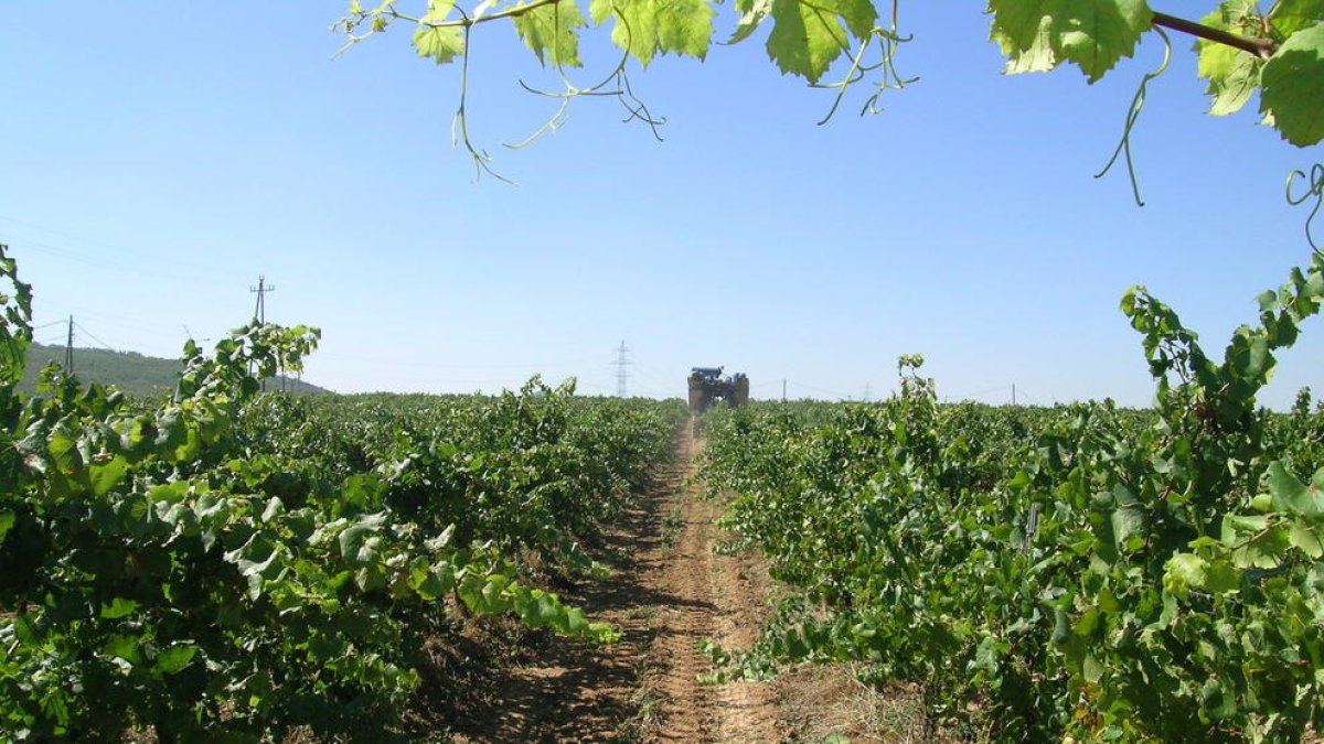 La verema s'avança a la majoria de les zones vitícoles de Catalunya per la calor