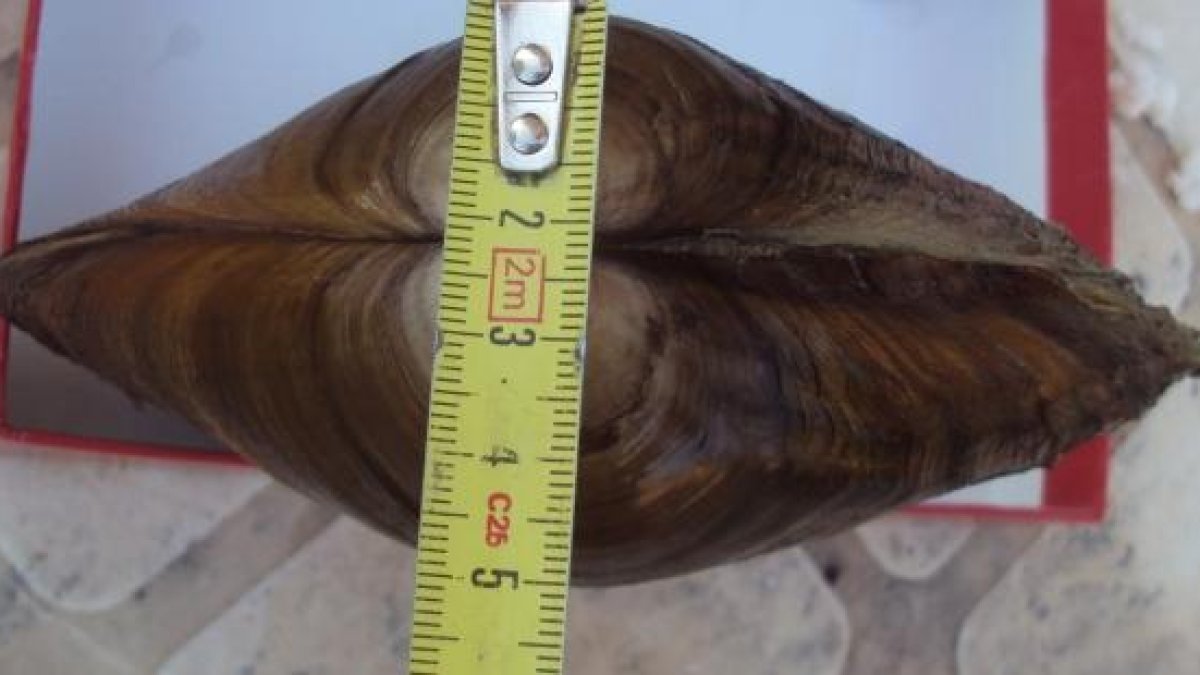 Una de las almejas encontradas en Mequinensa.