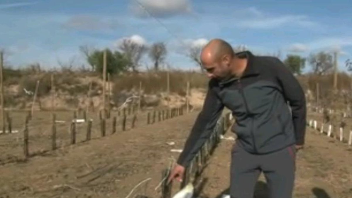 Josep Maria Salvadó muestra daños por los conejos.