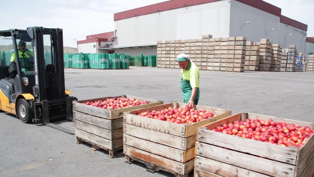 Imagen de archivo para retirada de nectarinas para la industria.