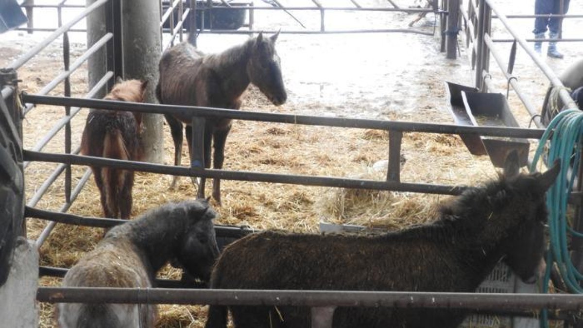 Algunos de los caballos que fueron confiscados el sábado.