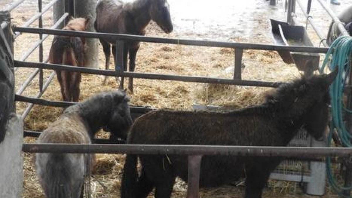 Denuncien que hi ha més animals en mal estat de salut en una granja de Menàrguens on ja es va actuar