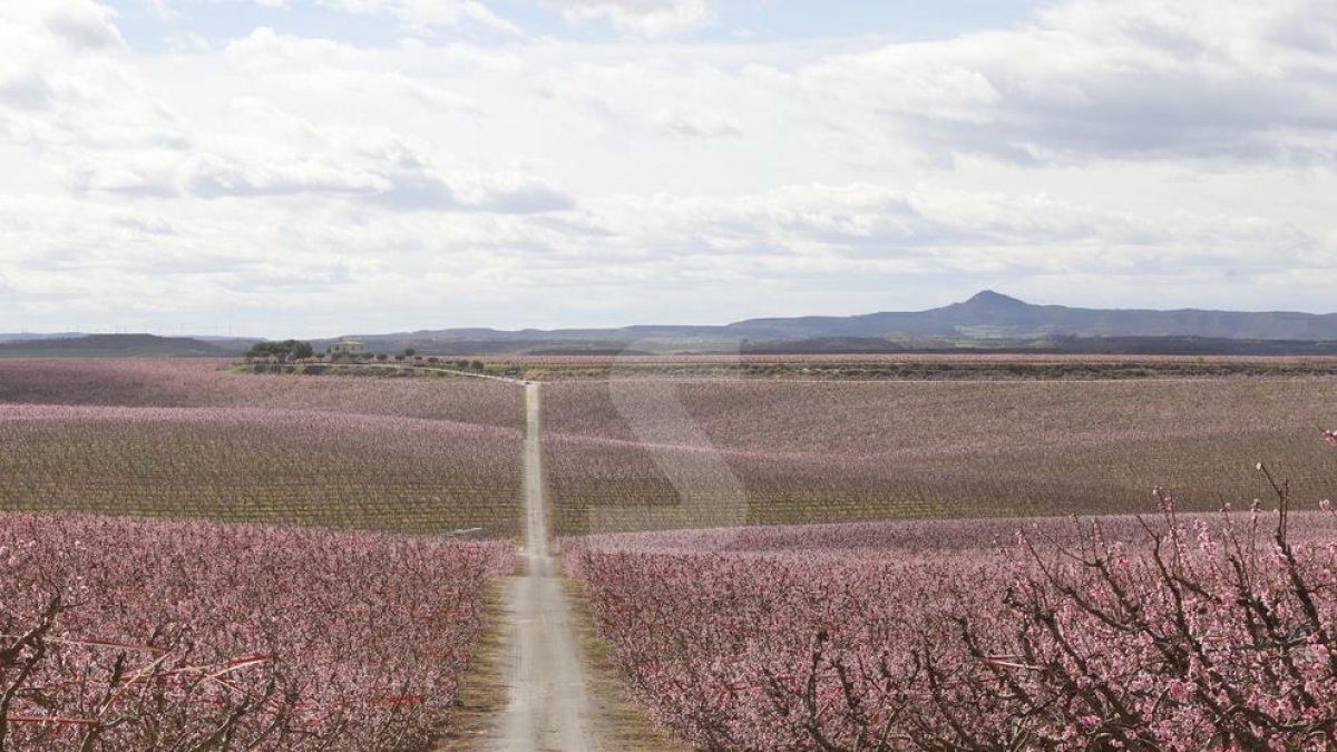 Rutas a los frutales floridos 2020