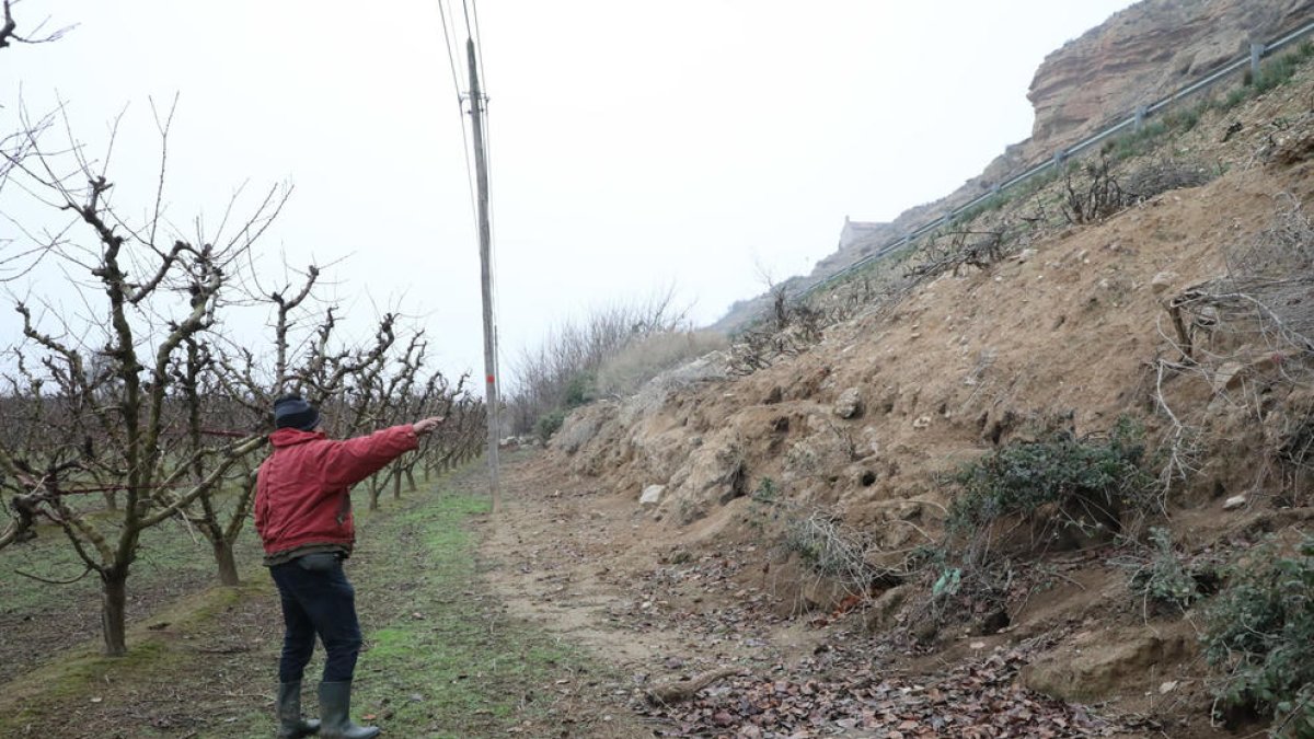 Plaga de conills a Aitona