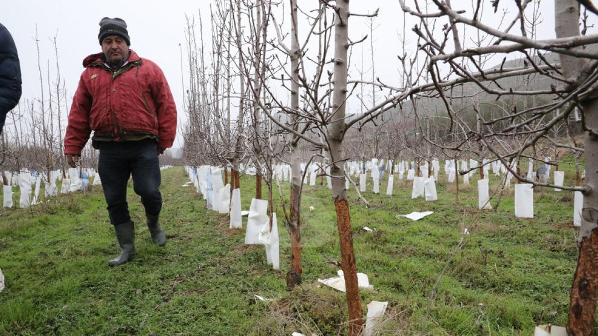 Plaga de conills a Aitona